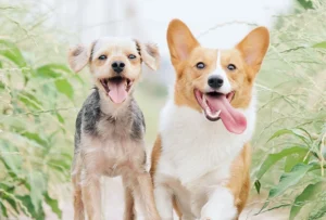 Keeping Your Pup Cool in a Cape Coral